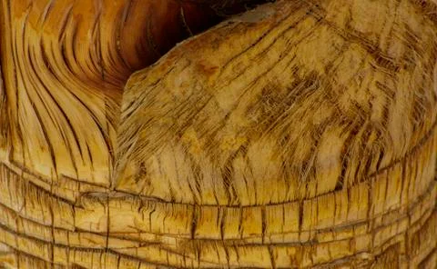 Background of the bark of a palm tree. Close-up of fragments of the bark Stock Photos