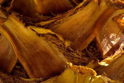 Background of the bark of a palm tree. Close-up of fragments of the bark Stock Photos