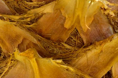 Background of the bark of a palm tree. Close-up of fragments of the bark Stock Photos