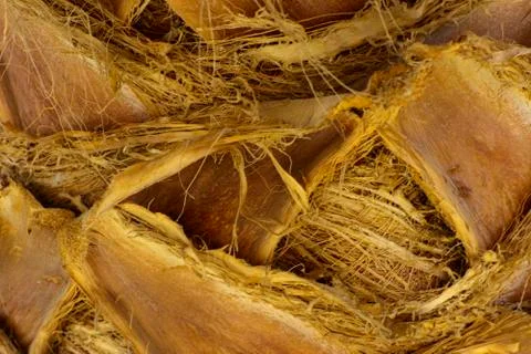 Background of the bark of a palm tree. Close-up of fragments of the bark Stock Photos