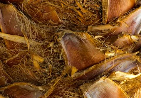 Background of the bark of a palm tree. Close-up of fragments of the bark Stock Photos