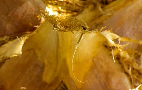 Background of the bark of a palm tree. Close-up of fragments of the bark Foto stock