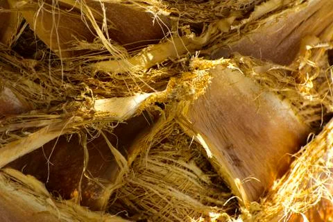 Background of the bark of a palm tree. Close-up of fragments of the bark Stock Photos