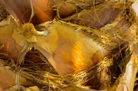 Background of the bark of a palm tree. Close-up of fragments of the bark Stock Photos