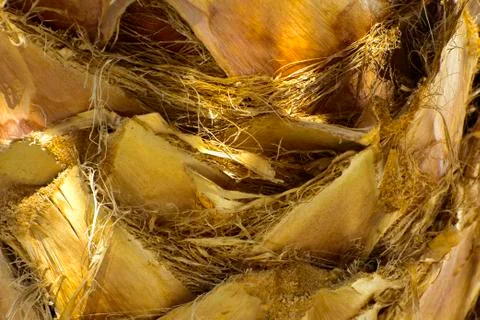 Background of the bark of a palm tree. Close-up of fragments of the bark Stock Photos