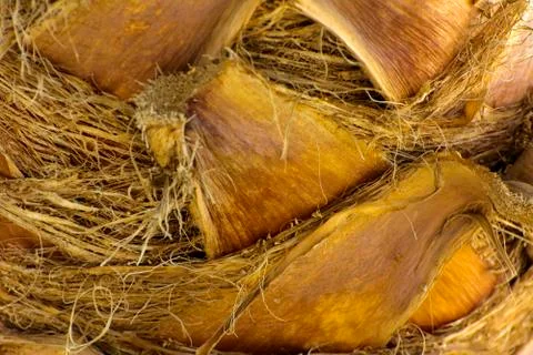 Background of the bark of a palm tree. Close-up of fragments of the bark Stock Photos