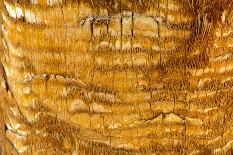 Background of the bark of a palm tree. Close-up of fragments of the bark Stock Photos