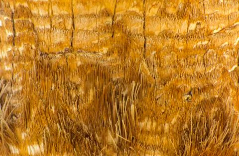 Background of the bark of a palm tree. Close-up of fragments of the bark Stock Photos