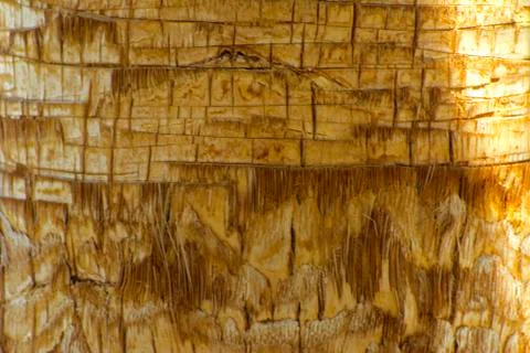 Background of the bark of a palm tree. Close-up of fragments of the bark Stock Photos