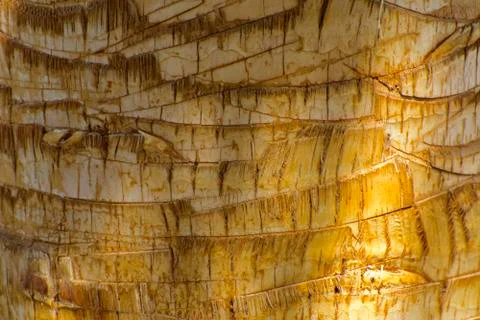 Background of the bark of a palm tree. Close-up of fragments of the bark Stock Photos