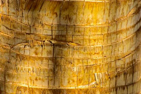 Background of the bark of a palm tree. Close-up of fragments of the bark Stock Photos