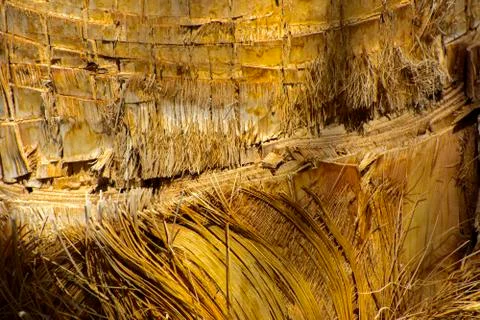 Background of the bark of a palm tree. Close-up of fragments of the bark Stock Photos