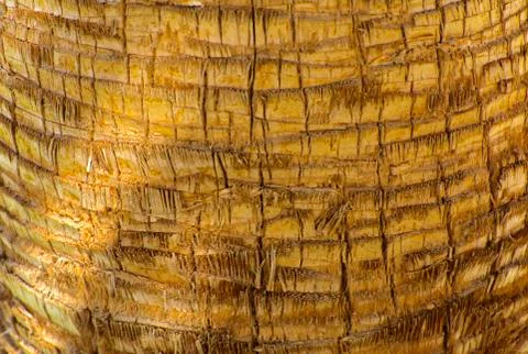 Background of the bark of a palm tree. Close-up of fragments of the bark Stock Photos