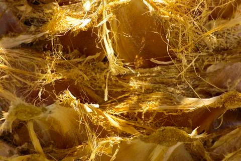 Background of the bark of a palm tree. Close-up of fragments of the bark Stock Photos