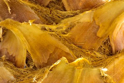 Background of the bark of a palm tree. Close-up of fragments of the bark Stock Photos