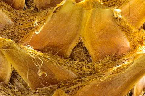 Background of the bark of a palm tree. Close-up of fragments of the bark Stock Photos