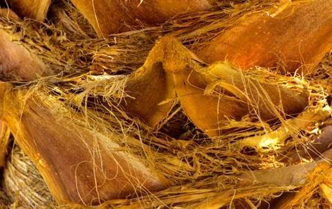 Background of the bark of a palm tree. Close-up of fragments of the bark of a Stock Photos