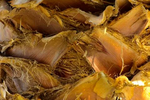 Background of the bark of a palm tree. Close-up of fragments of the bark Stock Photos