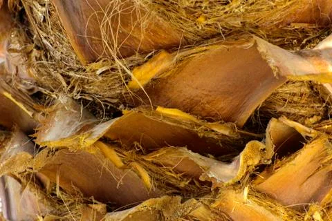 Background of the bark of a palm tree. Close-up of fragments of the bark Stock Photos