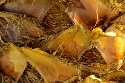 Background of the bark of a palm tree. Close-up of fragments of the bark Stock Photos