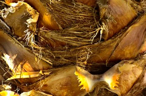 Background of the bark of a palm tree. Close-up of fragments of the bark Stock Photos