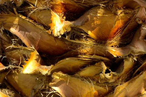 Background of the bark of a palm tree. Close-up of fragments of the bark Foto stock