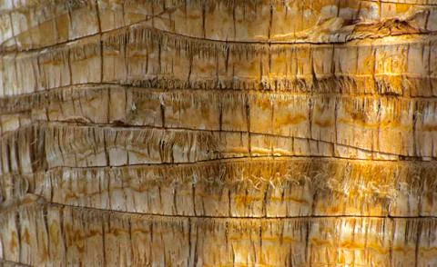 Background of the bark of a palm tree. Close-up of fragments of the bark Stock Photos