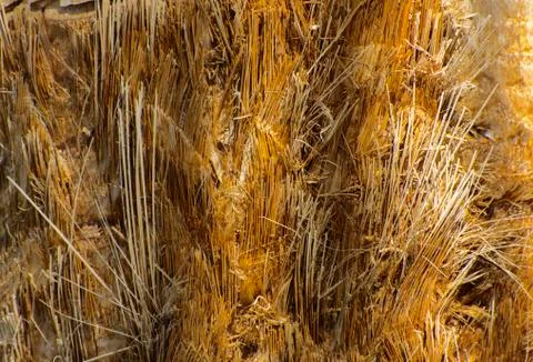 Background of the bark of a palm tree. Close-up of fragments of the bark Stock Photos