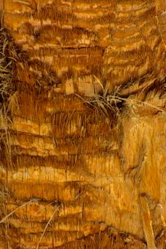 Background of the bark of a palm tree. Close-up of fragments of the bark Stock Photos