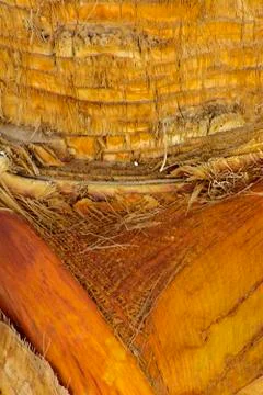 Background of the bark of a palm tree. Close-up of fragments of the bark Stock Photos