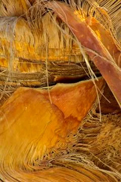 Background of the bark of a palm tree. Close-up of fragments of the bark Stock Photos