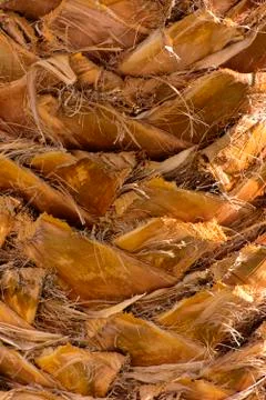 Background of the bark of a palm tree. Close-up of fragments of the bark Stock Photos