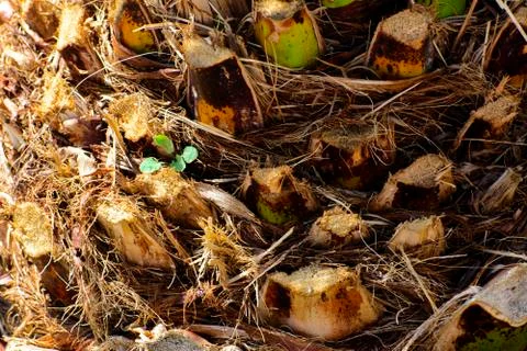 Background of the bark of a palm tree. Close-up of fragments of the bark Stock Photos
