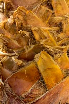 Background of the bark of a palm tree. Close-up of fragments of the bark Stock Photos