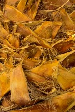 Background of the bark of a palm tree. Close-up of fragments of the bark Stock Photos