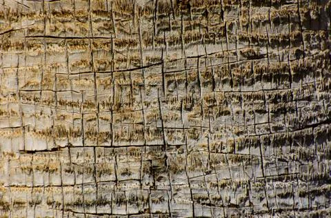 Background of the bark of a palm tree. Close-up of fragments of the bark Stock Photos