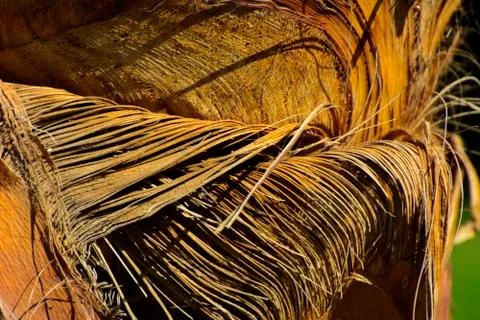 Background of the bark of a palm tree. Close-up of fragments of the bark Foto stock