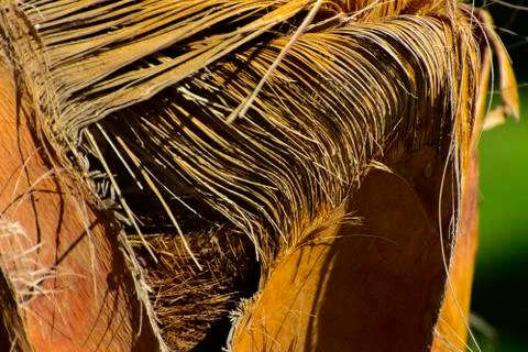 Background of the bark of a palm tree. Close-up of fragments of the bark Stock Photos