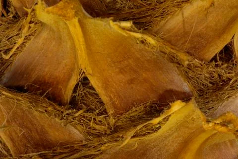 Background of the bark of a palm tree. Close-up of fragments of the bark Stock Photos