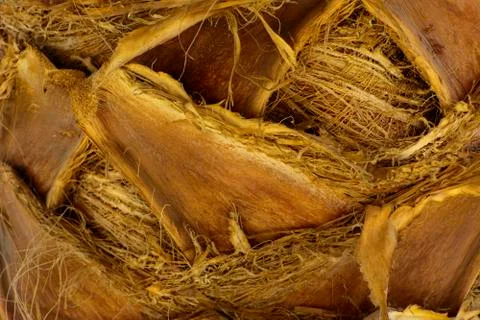 Background of the bark of a palm tree. Close-up of fragments of the bark of a Stock Photos