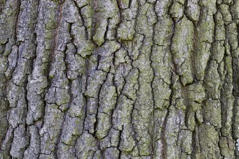 Background bark Stock Photos