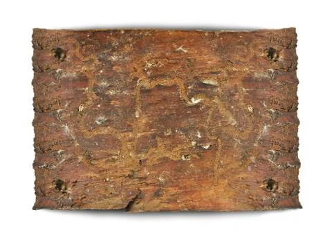 Background bark of Stock Photos