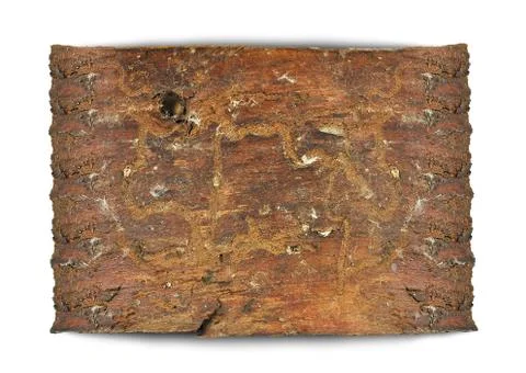 Background bark of Stock Photos