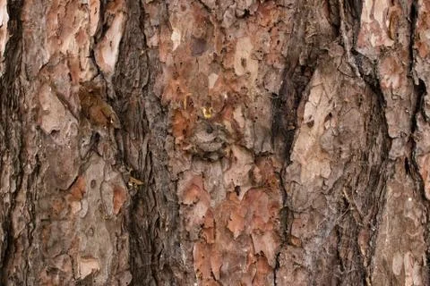 Background of bark Stock Photos