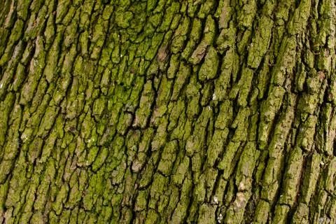 Background of bark Stock Photos