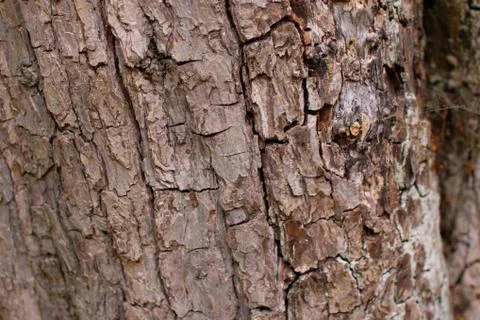 Background of bark 스톡 사진