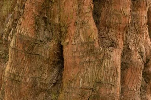 Background of bark 스톡 사진