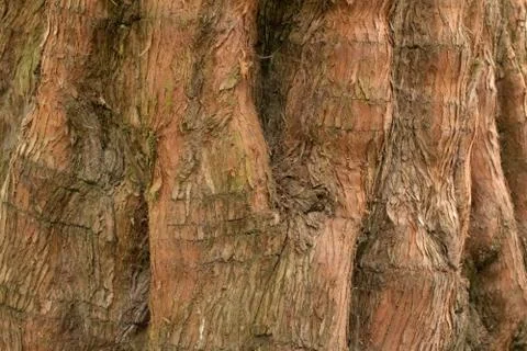 Background of bark 스톡 사진