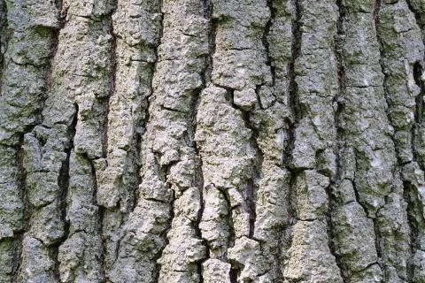 Background from the bark Stock Photos