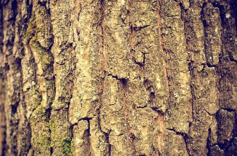 Background of bark Stock Photos
